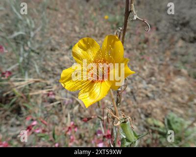 Lindleys Blazingstar (Mentzelia lindleyi) Plantae Stockfoto