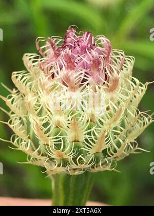 Amerikanische Körbchenblume (Plectocephalus americanus) Plantae Stockfoto