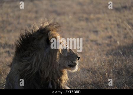 Löwenmähne, Löwenmännchen, Panthera Leo, Greater Kruger, Südafrika Stockfoto