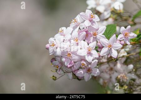 Nahaufnahme der Blüten von Deutzia Mont Rose in Blüte Stockfoto