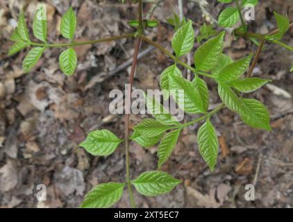 Grünasche (Fraxinus pennsylvanica) Plantae Stockfoto