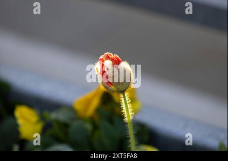 Blütenknospen platzen im Sonnenlicht auf Stockfoto