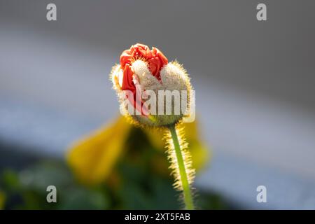 Blütenknospen platzen im Sonnenlicht auf Stockfoto