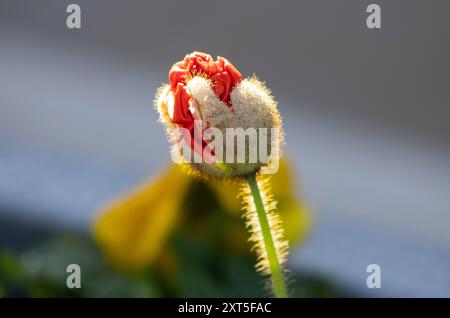 Blütenknospen platzen im Sonnenlicht auf Stockfoto