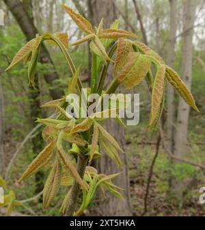 Bitternut Hickory (Carya cordiformis) Plantae Stockfoto