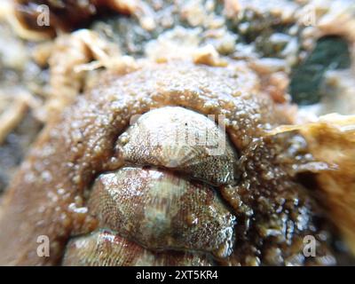 Chitone (Polyplacophora) Mollusca Stockfoto