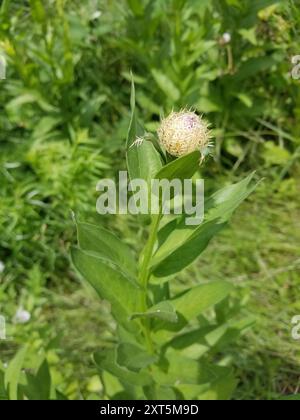 Amerikanische Körbchenblume (Plectocephalus americanus) Plantae Stockfoto