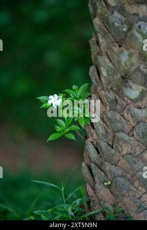 Pinwheel-Blüten schweben im Dschungelwind, weiße Blüten glühen sanft im wilden Grün, traumhafte florale Atmosphäre, perfekt für Naturliebhaber, ruhige Szenen Stockfoto
