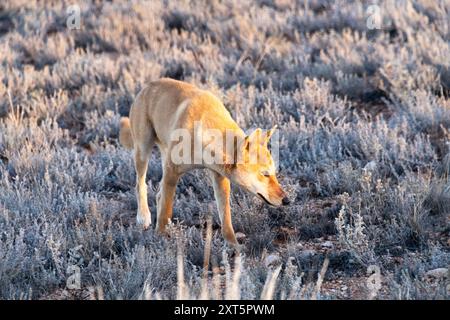 Dingo, Australiens Wildhund, im Outback South Australia. Stockfoto