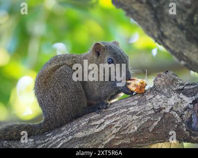 Pallas Eichhörnchen (Callosciurus erythraeus) Mammalia Stockfoto