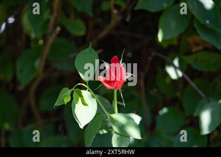 Eine rote Rose in Aachen am 13. August 2024. DEUTSCHLAND - AACHEN - BLÜTE Stockfoto