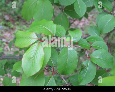 Blackhaw (Viburnum prunifolium) Plantae Stockfoto