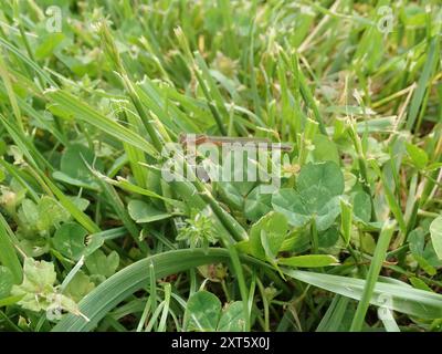 Östlicher Gabelschwanz (Ischnura verticalis) Insecta Stockfoto