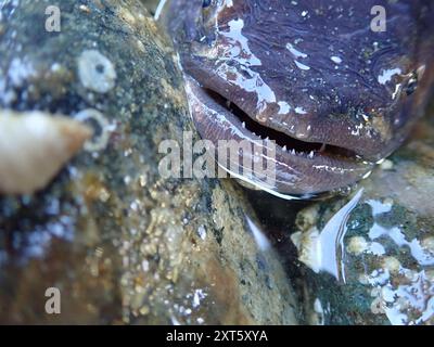 Plainfin Midshipman (Porichthys notatus) Actinopterygii Stockfoto