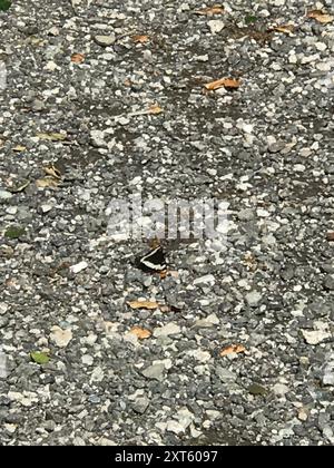 Lorquins Admiral (Limenitis lorquini) Insecta Stockfoto