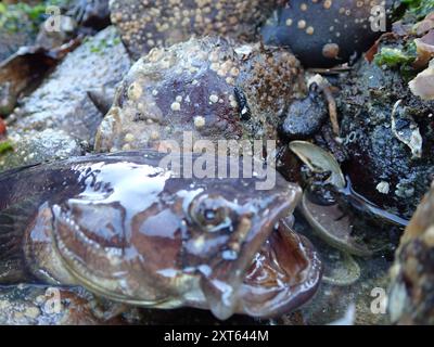 Plainfin Midshipman (Porichthys notatus) Actinopterygii Stockfoto