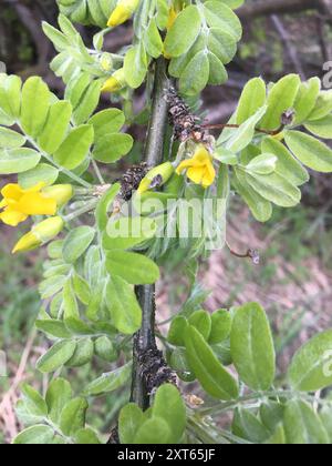 Sibirischer Erbsenstrauch (Caragana arborescens) Plantae Stockfoto