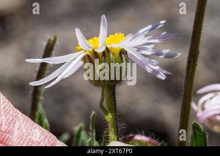 Die frühe Blaue Fleabane (Erigeron vetensis) Plantae Stockfoto