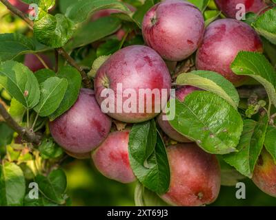 Nahaufnahme reifer roter Äpfel, die auf dem Baum Reifen Stockfoto