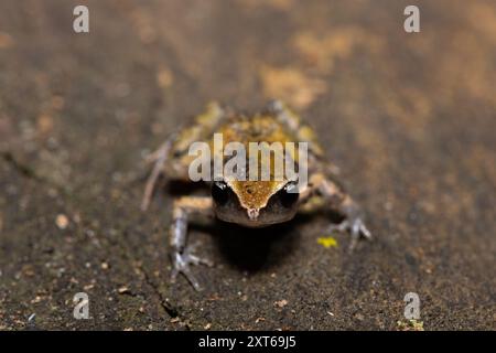 Ein niedlicher Buschquetscher (Arthroleptis wahlbergii) in einem Küstenwald Stockfoto