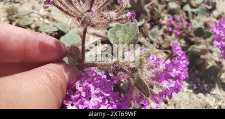 Behaarte Sand Verbene (Abronia villosa villosa) Plantae Stockfoto