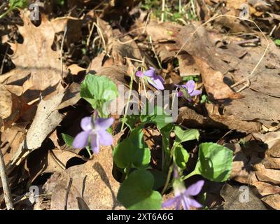 Labrador Violet (Viola labradorica) Plantae Stockfoto