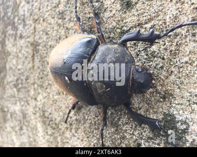 Elefantenkäfer (Megasoma elephas) Insecta Stockfoto