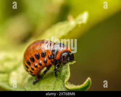 Nahaufnahme von Colorado Kartoffelkäfer-Larve auf Kartoffelpflanze Stockfoto