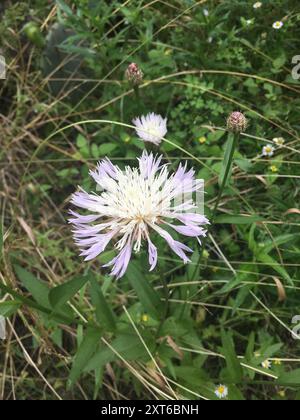 Amerikanische Körbchenblume (Plectocephalus americanus) Plantae Stockfoto