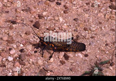 Rainbow Milkweed Locust (Phymateus saxosus) Insecta Stockfoto