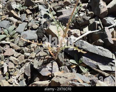 Lindleys Blazingstar (Mentzelia lindleyi) Plantae Stockfoto