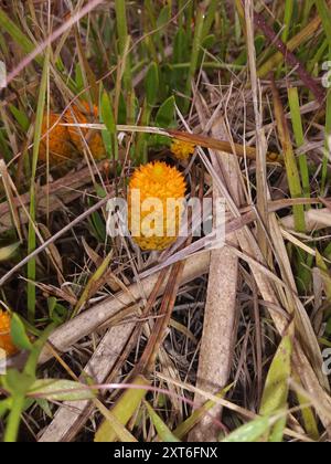 Orangenmilchkraut (Polygala lutea) Plantae Stockfoto