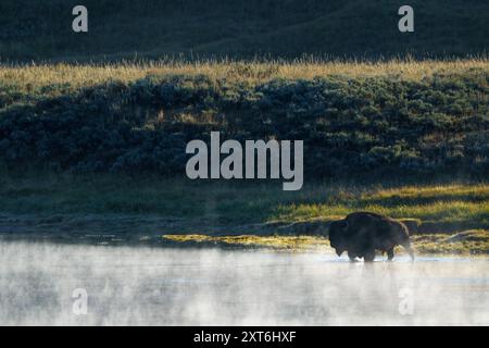 Ein Bison, der in einem nebeligen Fluss mit einem grasbewachsenen Hügel im Hintergrund bei Morgenlicht im Yellowstone-Nationalpark, Wyoming, USA, steht Stockfoto