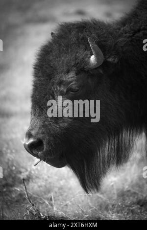 Ein Nahaufnahme-Porträt eines Bisons, der an einem sonnigen Tag auf einem grasbewachsenen Feld steht, mit verschwommenem Hintergrund Stockfoto