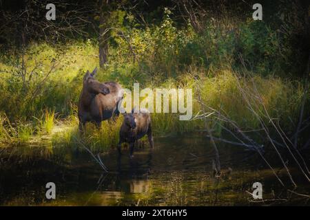 Ein Mamaelch, der mit ihrem Kalb an einem seichten Fluss steht, umgeben von üppiger grüner Vegetation im Grand Teton National Park in Wyoming, USA Stockfoto