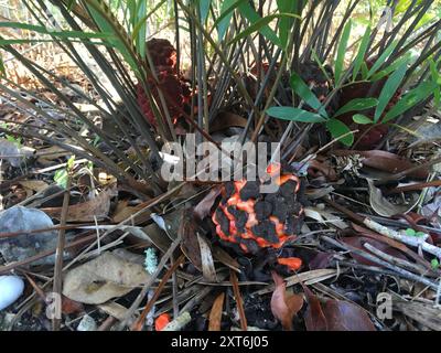 Coontie (Zamia integrifolia) Plantae Stockfoto