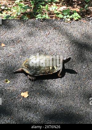 Holzschildkröte (Glyptemys insculpta) Reptilia Stockfoto