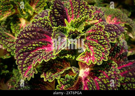 Strukturierte und abwechslungsreiche coleus-Pflanze bei sanftem Sonnenschein Stockfoto