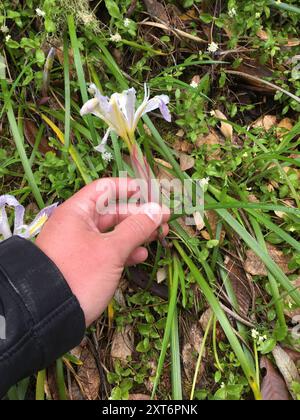 Bartlose Iris (Limniris) Plantae Stockfoto