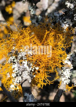 Goldene Haarflechte (Teloschistes flavicans) Pilze Stockfoto