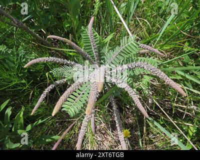 Leadplant (Amorpha canescens) Plantae Stockfoto