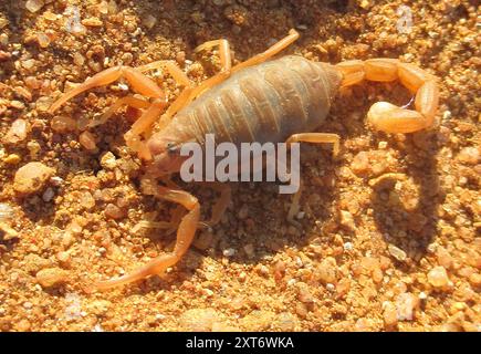 Granuliertes Dickschwanz-Skorpion (Parabuthus granulatus) Arachnida Stockfoto