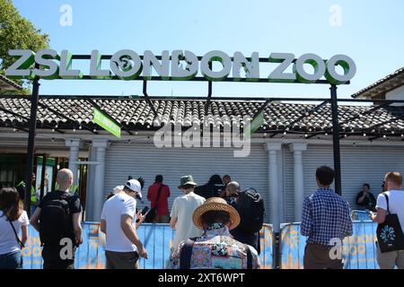 Banksy's Gorilla an den Fensterläden des Londoner Zoos 13. August 2024, bevor er hinter reflektierendem Flexiglas/Perpsex platziert wurde. Stockfoto