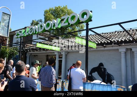 Banksy's Gorilla an den Fensterläden des Londoner Zoos 13. August 2024, bevor er hinter reflektierendem Flexiglas/Perpsex platziert wurde. Stockfoto