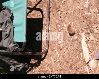 Südliches Rotrücken-Vole (Clethrionomys gapperi) Mammalia Stockfoto