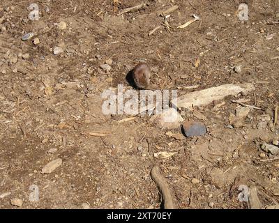 Südliches Rotrücken-Vole (Clethrionomys gapperi) Mammalia Stockfoto