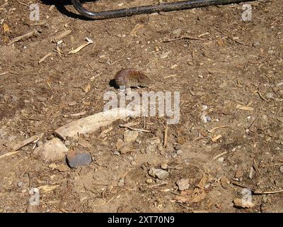 Südliches Rotrücken-Vole (Clethrionomys gapperi) Mammalia Stockfoto
