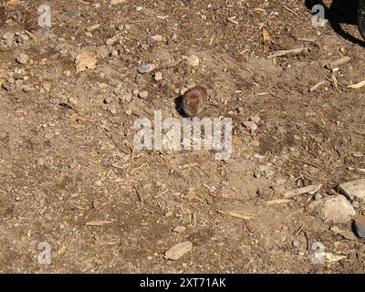 Südliches Rotrücken-Vole (Clethrionomys gapperi) Mammalia Stockfoto
