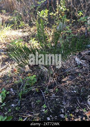 Coontie (Zamia integrifolia) Plantae Stockfoto