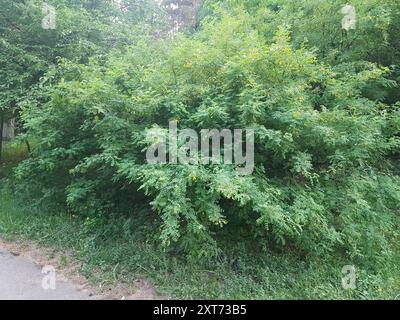 Sibirischer Erbsenstrauch (Caragana arborescens) Plantae Stockfoto